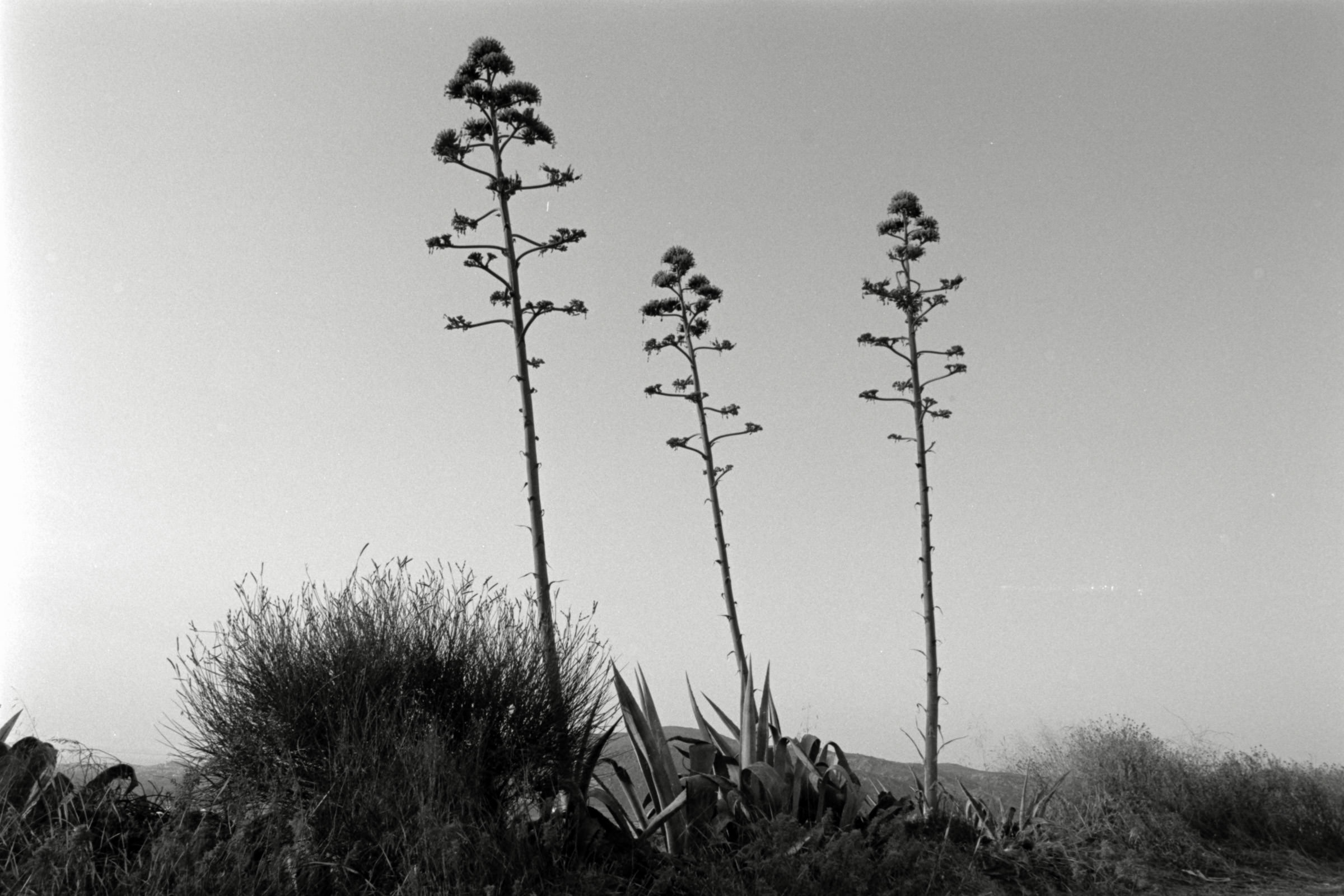 AHP F1991 09 005 sc250507 img08 NLP